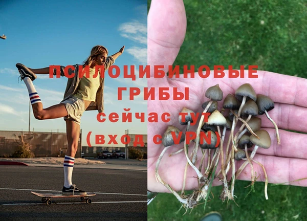 трава Аркадак